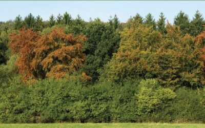 Opgepasst am Bësch: Méi héije Risiko duerch Dréchent an Hëtzt / Prudence en forêt : risques accrus en période de sécheresse et de chaleur