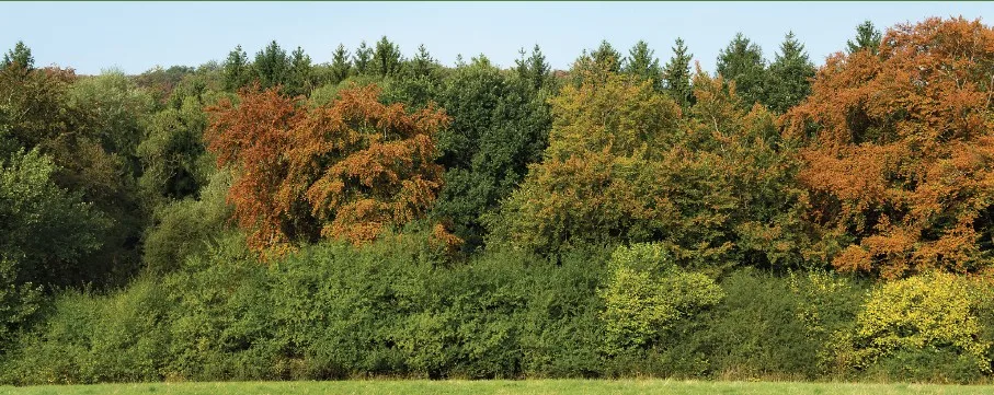 Opgepasst am Bësch: Méi héije Risiko duerch Dréchent an Hëtzt / Prudence en forêt : risques accrus en période de sécheresse et de chaleur